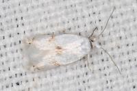 Pseudopostega crepusculella