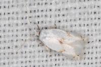 Pseudopostega crepusculella