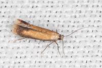 Coptotriche marginea