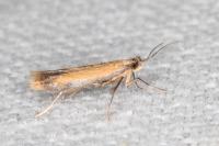 Coptotriche marginea
