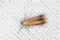 Coptotriche marginea