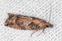 Acroclita subsequana