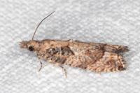 Acroclita subsequana