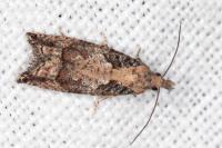 Acroclita subsequana