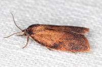 Cacoecimorpha pronubana