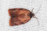 Cacoecimorpha pronubana