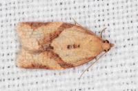 Clepsis consimilana