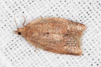 Clepsis consimilana