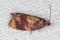 Ditula angustiorana