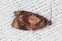 Ditula angustiorana
