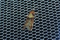 Tortricodes alternella