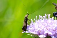 Nemophora metallica