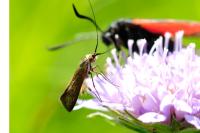 Nemophora metallica