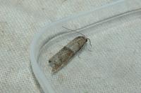 Tortricodes alternella