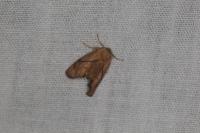 Apoda limacodes