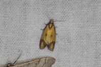 Agapeta zoegana