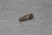 Cydia splendana