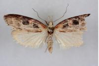 Anchinia daphnella