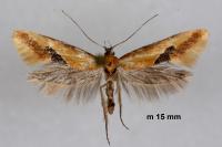 Batia lambdella