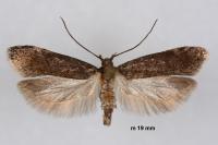 Chionodes distinctella