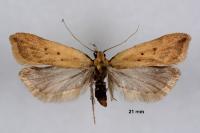 Dichomeris limosella