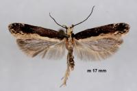 Gladiovalva rumicivorella