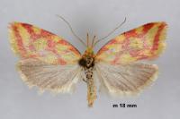 Hypercallia citrinalis