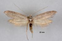 Pterolonche inspersa