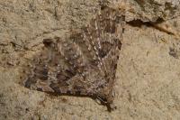 Alucita hexadactyla