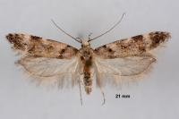 Teleiopsis paulheberti