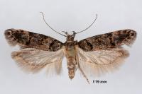 Teleiopsis laetitiae