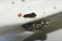 Crassa unitella