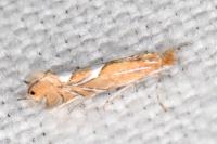 Phyllonorycter endryella