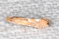 Phyllonorycter endryella