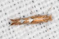 Phyllonorycter endryella