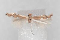 Phyllonorycter endryella