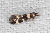 Denisia albimaculea