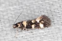 Denisia albimaculea
