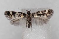 Denisia albimaculea
