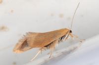 Crassa tinctella
