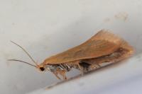 Crassa tinctella