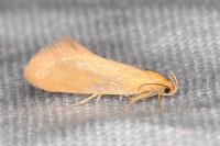 Crassa tinctella