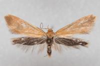 Crassa tinctella