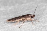 Carpatolechia decorella
