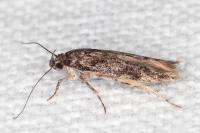 Carpatolechia decorella