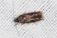 Carpatolechia decorella