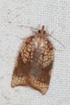 Acleris rhombana