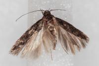 Carpatolechia decorella