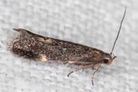 Aproaerema anthyllidella