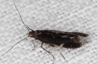 Aproaerema anthyllidella